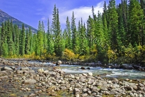 CANADA;ALBERTA;ICEFIELD_PARKWAY;CANADIAN_ROCKIES;ROCKY_MOUNTAINS;WATER;FALL;ROCK